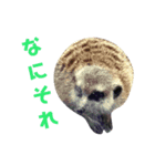 どうぶつ の きもち（個別スタンプ：7）