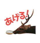 どうぶつ の きもち（個別スタンプ：16）