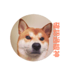 柴犬PONY（個別スタンプ：1）