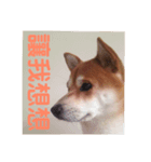 柴犬PONY（個別スタンプ：3）