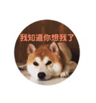 柴犬PONY（個別スタンプ：4）