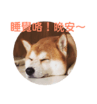 柴犬PONY（個別スタンプ：5）