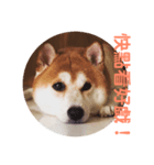 柴犬PONY（個別スタンプ：6）