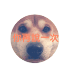柴犬PONY（個別スタンプ：7）
