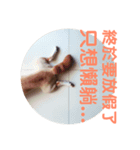 柴犬PONY（個別スタンプ：8）