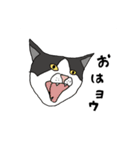 ジユウな猫たち（個別スタンプ：1）