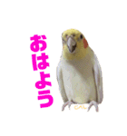 ペコ婆ちゃん(オカメインコ)2（個別スタンプ：1）