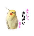 ペコ婆ちゃん(オカメインコ)2（個別スタンプ：3）