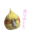 ペコ婆ちゃん(オカメインコ)2（個別スタンプ：4）