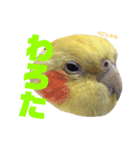 ペコ婆ちゃん(オカメインコ)2（個別スタンプ：5）