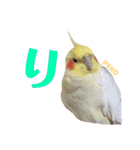 ペコ婆ちゃん(オカメインコ)2（個別スタンプ：6）