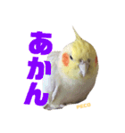 ペコ婆ちゃん(オカメインコ)2（個別スタンプ：8）