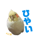 ペコ婆ちゃん(オカメインコ)2（個別スタンプ：10）