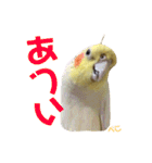 ペコ婆ちゃん(オカメインコ)2（個別スタンプ：11）