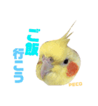 ペコ婆ちゃん(オカメインコ)2（個別スタンプ：12）