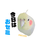 ペコ婆ちゃん(オカメインコ)2（個別スタンプ：14）