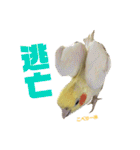 ペコ婆ちゃん(オカメインコ)2（個別スタンプ：15）