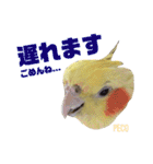 ペコ婆ちゃん(オカメインコ)2（個別スタンプ：16）