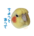 ペコ婆ちゃん(オカメインコ)2（個別スタンプ：17）