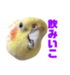 ペコ婆ちゃん(オカメインコ)2（個別スタンプ：18）