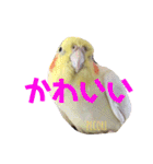 ペコ婆ちゃん(オカメインコ)2（個別スタンプ：19）
