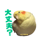 ペコ婆ちゃん(オカメインコ)2（個別スタンプ：20）