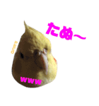 ペコ婆ちゃん(オカメインコ)2（個別スタンプ：21）