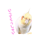 ペコ婆ちゃん(オカメインコ)2（個別スタンプ：22）