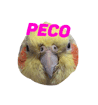 ペコ婆ちゃん(オカメインコ)2（個別スタンプ：23）