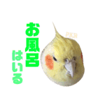 ペコ婆ちゃん(オカメインコ)2（個別スタンプ：25）