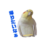ペコ婆ちゃん(オカメインコ)2（個別スタンプ：27）