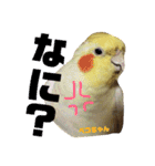 ペコ婆ちゃん(オカメインコ)2（個別スタンプ：28）