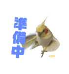 ペコ婆ちゃん(オカメインコ)2（個別スタンプ：29）