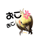 ペコ婆ちゃん(オカメインコ)2（個別スタンプ：30）