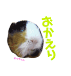 ペコ婆ちゃん(オカメインコ)2（個別スタンプ：31）