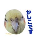 ペコ婆ちゃん(オカメインコ)2（個別スタンプ：32）