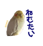 ペコ婆ちゃん(オカメインコ)2（個別スタンプ：33）