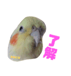 ペコ婆ちゃん(オカメインコ)2（個別スタンプ：36）