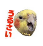 ペコ婆ちゃん(オカメインコ)2（個別スタンプ：37）