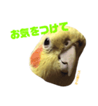 ペコ婆ちゃん(オカメインコ)2（個別スタンプ：38）