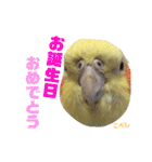 ペコ婆ちゃん(オカメインコ)2（個別スタンプ：39）