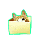 しろ＆とら（個別スタンプ：2）