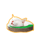 しろ＆とら（個別スタンプ：4）