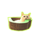 しろ＆とら（個別スタンプ：11）