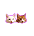 しろ＆とら（個別スタンプ：12）