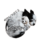 谷さん家の♡DREAM♡（個別スタンプ：23）