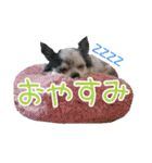 谷さん家の♡DREAM♡（個別スタンプ：24）
