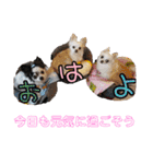 谷さん家の♡DREAM♡（個別スタンプ：29）