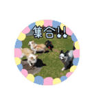 谷さん家の♡DREAM♡（個別スタンプ：31）