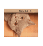 坂本家のこたろースタンプ（個別スタンプ：3）